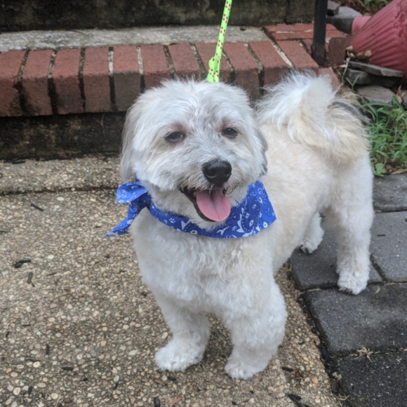 Meet your Posher, Debra - Picture 3 of 4